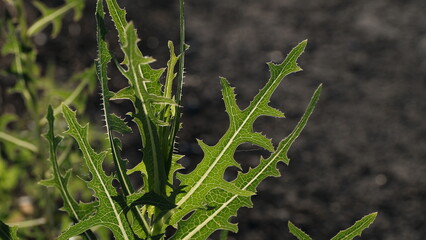 
Leaves of plants, background image for web design.