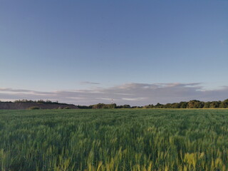 Poland Chorzow. Barley field in the evening.