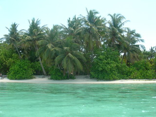 tropical beach with palm trees