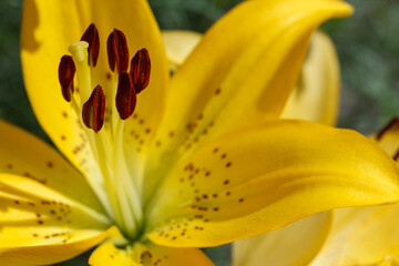 A close-up of a huge and beautiful bright yellow Tiger Lily flower (Lilium lancifolium). Shallow depth of field