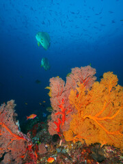 Fototapeta na wymiar Teira batfish swimming above gorgonian fans