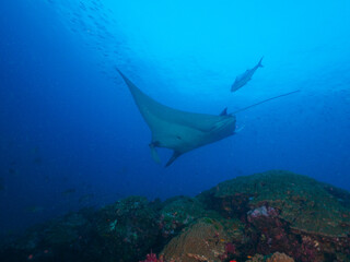 Oceanic manta ray swimming above coral bommie