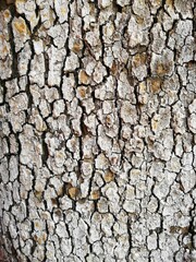 Macro view of the bark of a cracked and spotted lichen tree