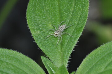 spider