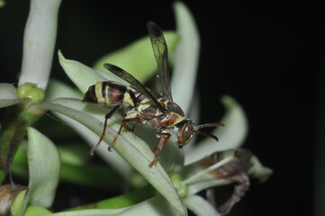 Fly 