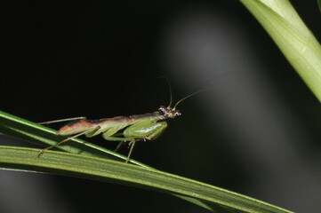 Praying Mantis 