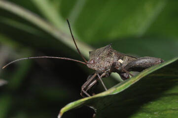grasshopper on a leaf