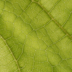 
Leaves of plants, background image for web design.