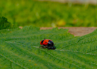 red beetle with black spots