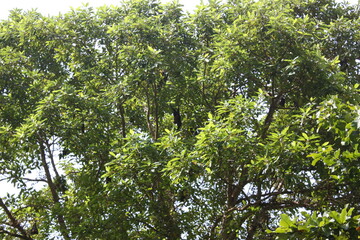 green leaves background