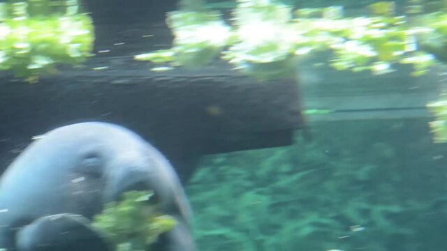 West Indian manatee is eating greens