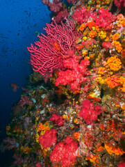 Fototapeta na wymiar Pink soft corals and Orange cup corals with open polyp at sunset