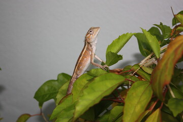 lizard on a branch