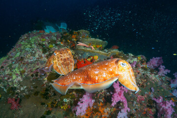 Pharaoh cuttlefish mating at the coral bommie