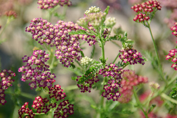 Beautiful abstract natural background with pink yarrow flowers; achillea millefolium