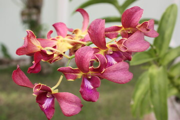 Obraz premium pink orchid flower