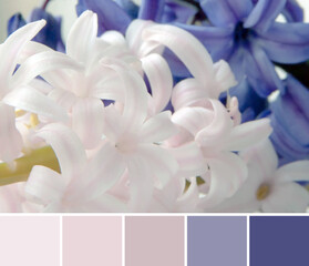 Close up beautiful pink and violet hyacinth, shallow depth of focus. Color palette swatches, combination of colors.