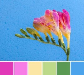 Close up beautiful blossom of pink violet and yellow freesia flower with green buds on bright light...