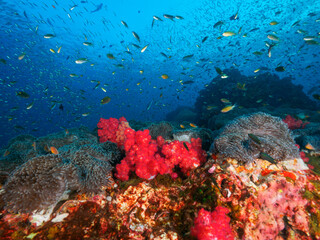 Naklejka na ściany i meble Magnificent sea anemone, pink soft corals and lots of small fish