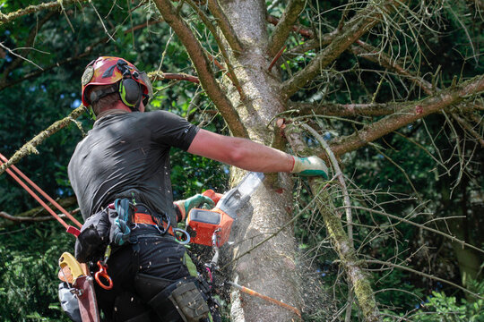  rope-assisted tree climbing technique, man at work