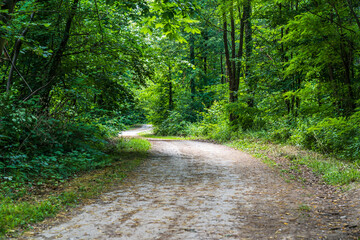 Fototapeta premium A path in the Monticolo forest full of summer greenery in Italian South Tyrol