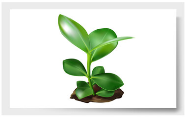 Vector plant. Flower with green leaves, with a stem that goes into the ground. Seedling.