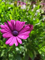 Pink lilac daisies in the garden