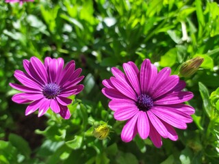 Obraz premium Pink lilac daisies in the garden