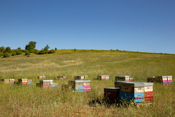 Beehives in Provence
