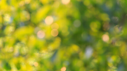 colorful summer blurred background