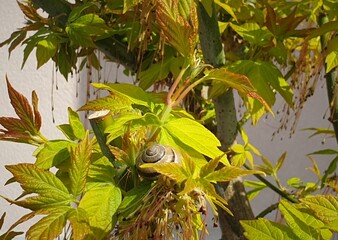 Snail