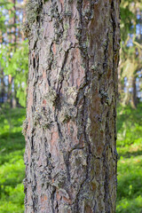 tree bark texture