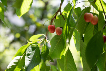 Cherries
