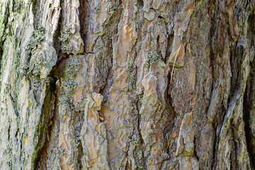 tree bark texture
