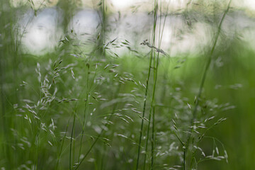 grass in the morning
