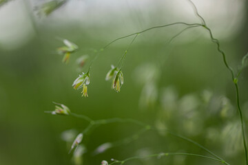 grass in the morning
