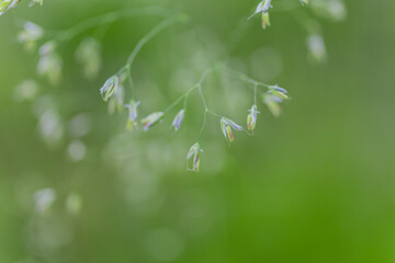 green grass in the morning