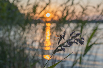 
Butterfly on a flower
