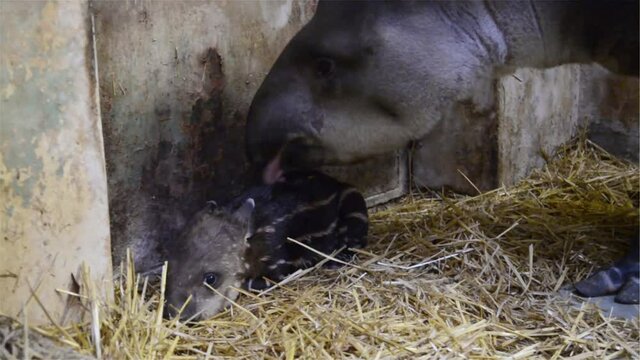 One-hour old newborn lowland tapir with her parents