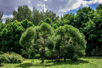 Fototapeta premium Beautiful landscape with green trees and clouds in the sky