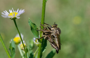 original photos of interesting moments from the life of insects close-up