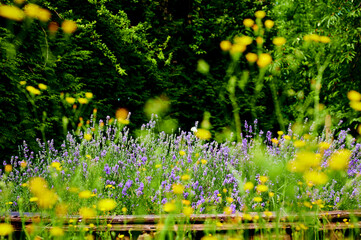 View to lush lavender (Lavandula angustifolia) between yellow blurred wildflowers. The focus is on the middle image plane.