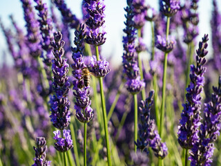 gros plan sur les fleur de lavande et abeille