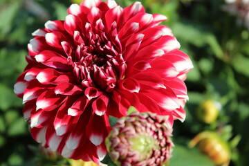 cheker dalhia flower in garden beautiful red dalhia flower dalhia flower wallpaper