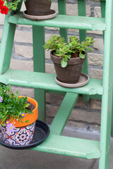 Various colorful flowers in pot on small green wooden stairs in the garden for decoration,