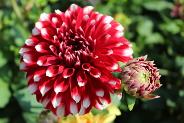 cheker dalhia flower in garden beautiful red dalhia flower dalhia flower wallpaper