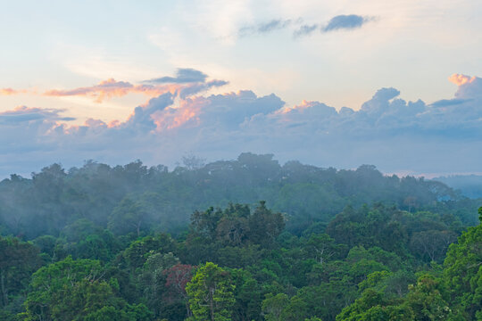 Morning Mist Rising Out of the Rainforest