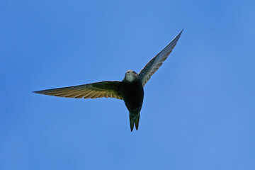 Common swift (Apus apus)