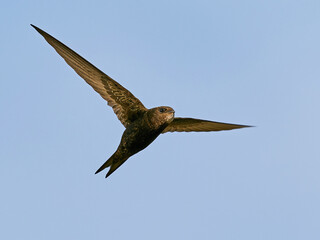 Common swift (Apus apus)