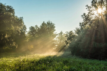 sunrise in the foggy forest